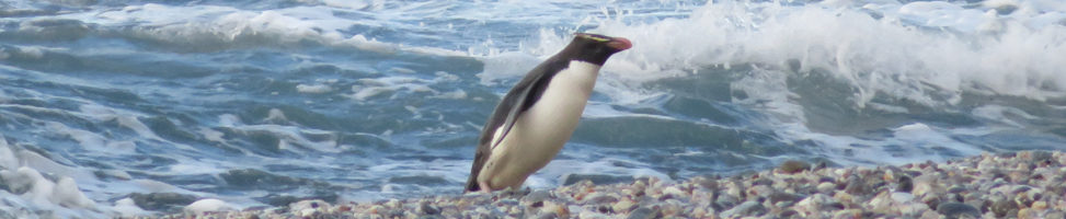 Monro Beach: Pinguine!